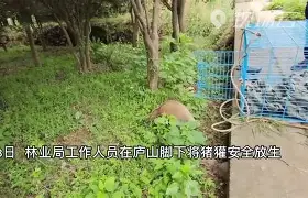 壒閾舵渤鏍兼枟4